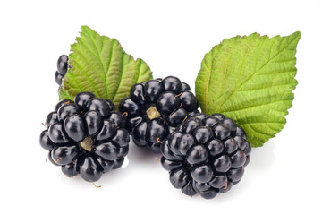 Blackberries on white