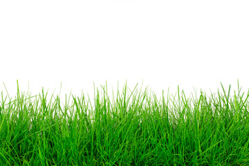 Natural green grass meadow isolated on a white background in close-up with copy space ( high details)