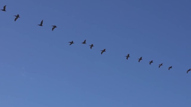 A group of birds flying in slow motion in a peaceful and free pace into the sun. 