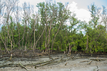 Fototapeta premium Mangrove forest destroyed in Thailand
