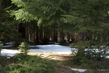 Fototapeta na wymiar Coniferous tree branches in front of mountains forest glade covered with melting snow under sunlight