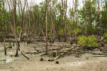 Mangrove forest destroyed in Thailand