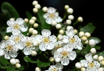 white flowers of Crataegus monogyna tree