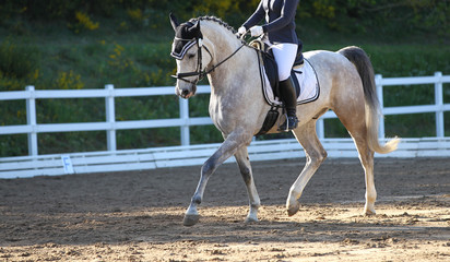 Horse mold with rider in a dressage test in the gait step with lifted leg, photographed in the...