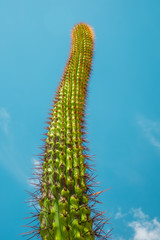Saguaro cactus against blue sky looking up view angle in desert