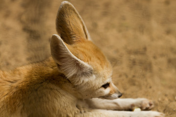 Fennec