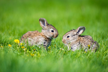 Cute two little hare sitting in the grass. Picturesque habitat, life in the meadow.