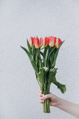 Bunch of red tulips on white wall background. Child hand holding a bouquet of flowers as a gift. Body parts, copy space.