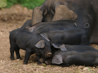 Baby Pigs