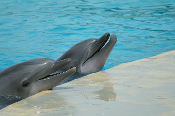 dolphins show 