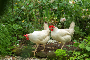 Hen