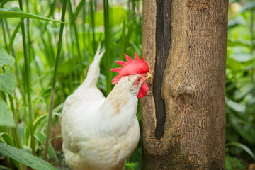 Hen