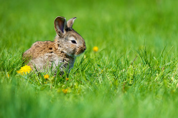 Cute rabbit with flower dandelion sitting in grass. Animal nature habitat, life in meadow. European rabbit or common rabbit.