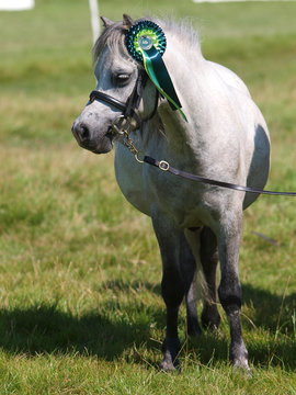 Small Pony In The Show Ring