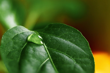 Large beautiful drops of transparent rain water on a green leaf macro. Drops of dew in the morning glow in the sun. Beautiful leaf texture in nature. Natural background.
