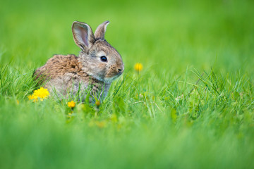 Fototapeta premium Cute little hare with a dandelion flower sitting in the grass. Picturesque habitat, life in the meadow.