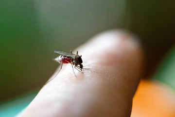 closeup of a nasty insect mosquito sitting on her hand and drinks the blood of the pierced skin. The concept of harmful parasites, malaria.