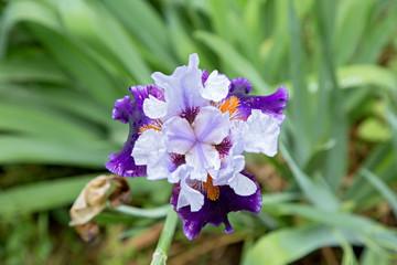 iris