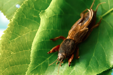 insect pest on a green leaf close-up, an insect bear, a threat to the garden.