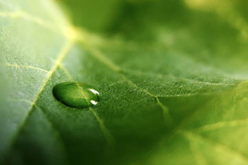 Large beautiful drops of transparent rain water on a green leaf macro. Drops of dew in the morning glow in the sun. Beautiful leaf texture in nature. Natural background.