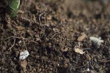 Plant in a flowerpot, texture of soil, coconut substrate