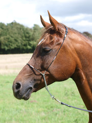 Arab Horse Headshot