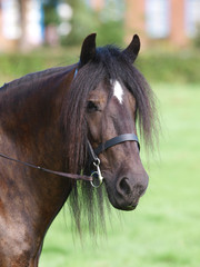 Fototapeta premium Horse In Bridle Headshot