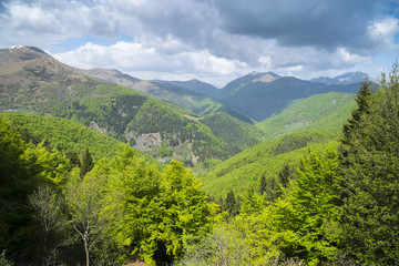 Mountain valley with woods in summer