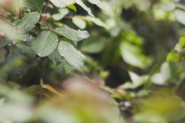 Green Leafs on a rainy day