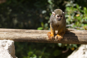 Obraz premium Saïmiri