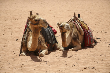 Camels rest on the sand in the desert Wadi Rum,Jordan.