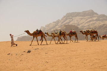 Caravan of camels in Wadi Rum desert in Jordan. Driver-berber with camels on the background red...