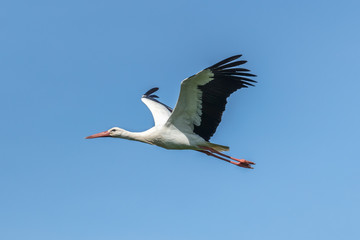 Fototapeta premium weißstorch