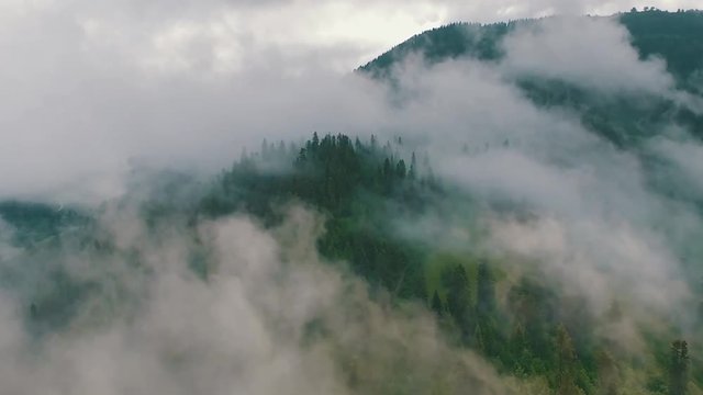 fogy, tree, fogy mountain, drone footage, fogy forest, 