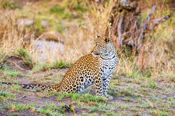 The African leopard portrait.