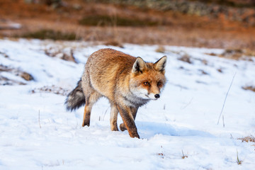 European red fox