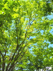 公園の新緑の欅