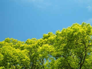 青空と初夏の楠木