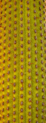 Saguaro cactus macro