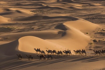 Flock of camels (Camelidae) walking through the vastness of sand dunes, Gobi desert, Mongolia, Asia