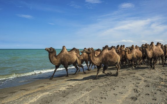 Flock of camels (Camelus ferus) on the banks of Uvs Lake, Mongolia, Asia