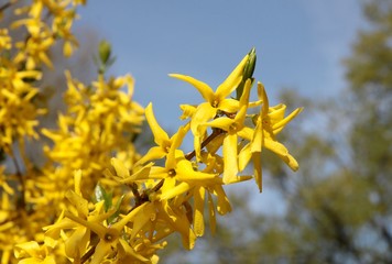 yellow flowers of forsythia bush at spring