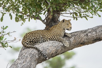 Leopard (Panthera pardus), lying on tree on the lookout, Peter's Pan, Savuti, Chobe National Park, Chobe District, Botswana, Africa