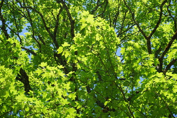 Bergahornzweige im Frühling