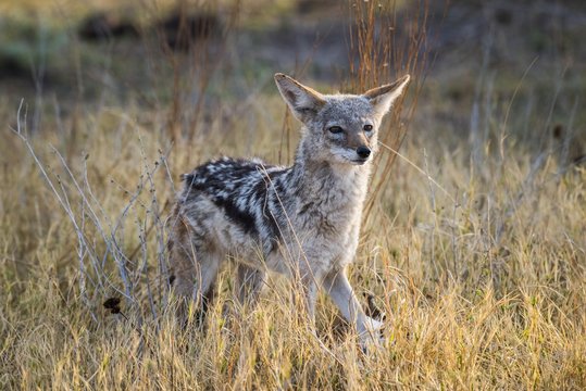 Black-backed Jackal (Canis mesomelas) looks attentively, Nxai Pan National Park, Ngamiland District, Botswana, Africa
