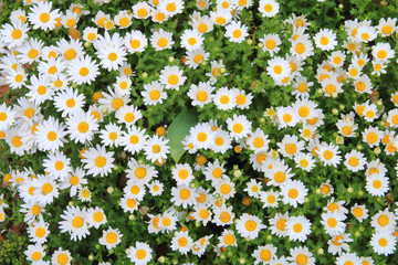 live carpet of white daisies.
