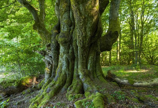 Old Common beech (Fagus sylvatica), Wood pasture beech, Rhon Biosphere Reserve, Bavaria, Germany, Europe