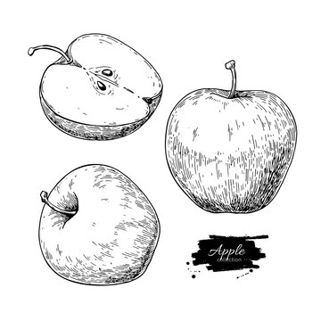 Apple vector drawing. Hand drawn fruit and sliced pieces. Summer