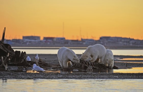 Three Polar bears (Ursus maritimus), eat on skeleton of whale on gravel island, sunset, behind Eskimo settlement Kaktovik, Beaufort Sea, Arctic Ocean, Alaska, USA, North America