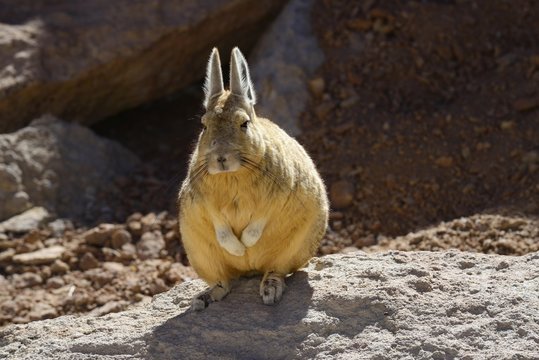Southern Viscacha or mountain viscacha (Lagidium viscacia), Reserva Nacional de Fauna Andina Eduardo Avaroa, Nor Lipez, Potosi, Bolivia, South America